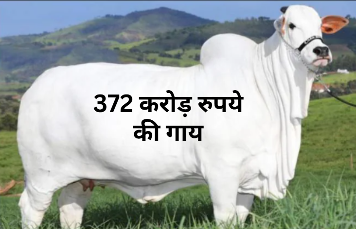 372 cow